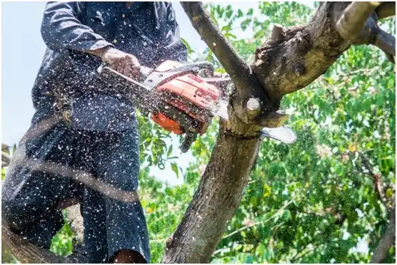 tree services Fort Pierre